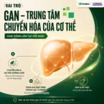 [Combo 2 Hydrodol] Combo 2 Hydrodol | Sản Phẩm Bổ Gan, Cải Thiện Sức Khoẻ Gan - Image 6